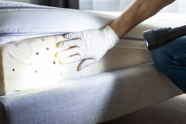 Best Local Pest Control Services  in Newnan, GA