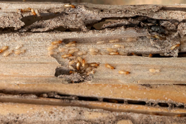 Pest Control Cost in Newnan, GA